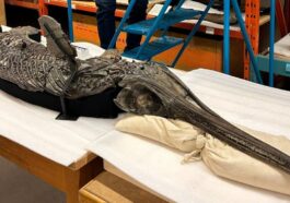 Le fossile de "drago spada" Xiphodracon goldencapensis, Crédit : Dean Lomax