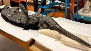 Le fossile d'un dragon épée du Jurassique : une merveille qui révèle sa mort et son dernier festin 29 Le fossile de "drago spada" Xiphodracon goldencapensis, Crédit : Dean Lomax