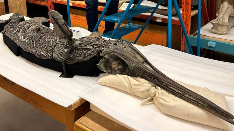 Le fossile d'un dragon épée du Jurassique : une merveille qui révèle sa mort et son dernier festin 1 Le fossile de "drago spada" Xiphodracon goldencapensis, Crédit : Dean Lomax