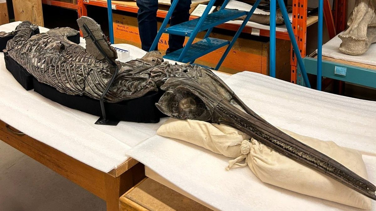 Le fossile d'un dragon épée du Jurassique : une merveille qui révèle sa mort et son dernier festin 2 Le fossile de "drago spada" Xiphodracon goldencapensis, Crédit : Dean Lomax