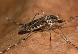 Un exemplaire de moustique Culiseta annulata. Crédit : iStock