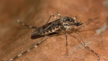 Un exemplaire de moustique Culiseta annulata. Crédit : iStock