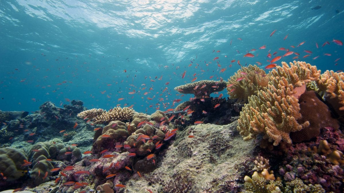 Nous avons franchi un cap climatique crucial : « Les récifs coralliens tropicaux s'éteignent » 2 Image