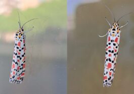 Falena Utetheisa pulchella a Roma. Crédit : Andrea Bonifazi
