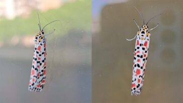 Falena Utetheisa pulchella a Roma. Crédit : Andrea Bonifazi