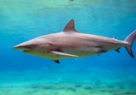 Touriste dévoré par des requins "inoffensifs" : une étude éclaire les raisons de cette attaque tragique 20 Image