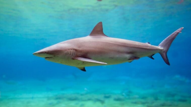 Touriste dévoré par des requins "inoffensifs" : une étude éclaire les raisons de cette attaque tragique 1 Image