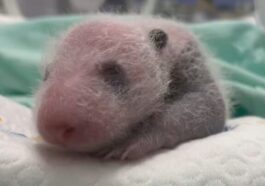 Un parc en Chine réussit à reproduire artificiellement un panda géant