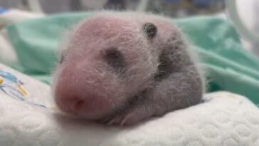 Un parc en Chine réussit à reproduire artificiellement un panda géant