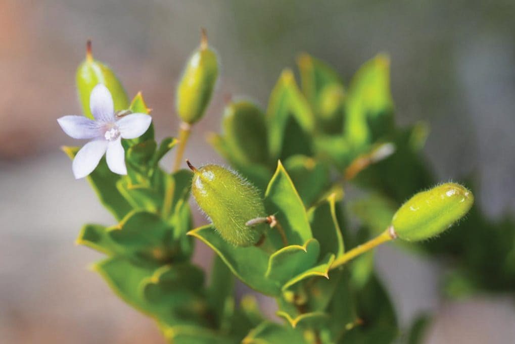L'abeille "Lucifero" aux cornes diaboliques : découverte en Australie d'une espèce menacée par une fleur en danger 3 La fleur de la Marianthus aquilonarius, la plante en grave danger d'extinction / Crédit : Curtin University