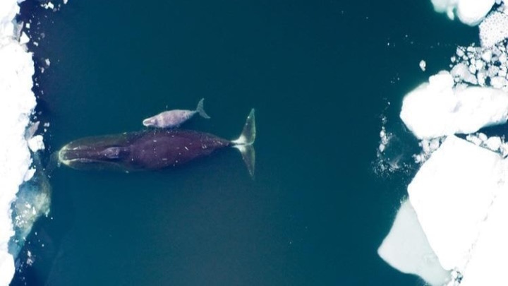 Baleine-de-Groenland