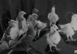 Il semble s'agir de science-fiction, mais c'est réel : création de pigeons cyborgs contrôlés à distance grâce à des implants cérébraux