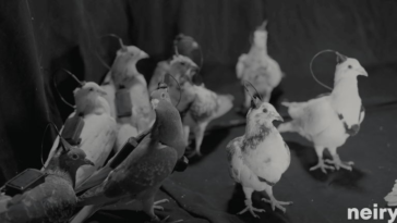 Des pigeons cyborg contrôlées à distance grâce à des implants cérébraux, un vrai défi ! 15 Il semble s'agir de science-fiction, mais c'est réel : création de pigeons cyborgs contrôlés à distance grâce à des implants cérébraux