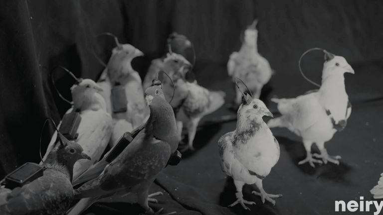 Des pigeons cyborg contrôlées à distance grâce à des implants cérébraux, un vrai défi ! 2 Il semble s'agir de science-fiction, mais c'est réel : création de pigeons cyborgs contrôlés à distance grâce à des implants cérébraux