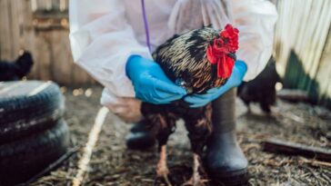 Homme porteur du virus de la grippe aviaire H5N5, jamais détecté auparavant chez l'homme : quel risque ? 17 Image