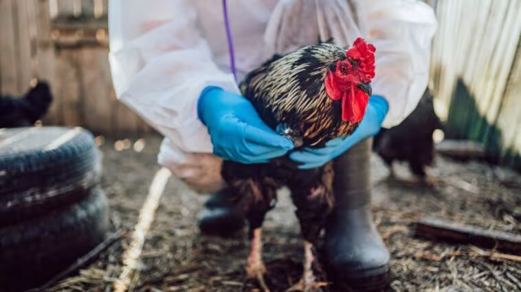 Homme porteur du virus de la grippe aviaire H5N5, jamais détecté auparavant chez l'homme : quel risque ? 1 Image