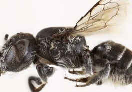 L'abeille Lucifer (Megachile lucifer), la nouvelle espèce découverte dans les Goldfields de l'Australie Occidentale / Crédit : Curtin University