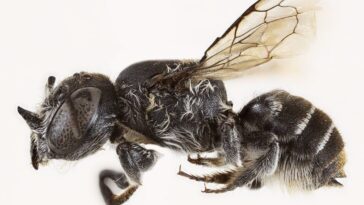 L'abeille Lucifer (Megachile lucifer), la nouvelle espèce découverte dans les Goldfields de l'Australie Occidentale / Crédit : Curtin University