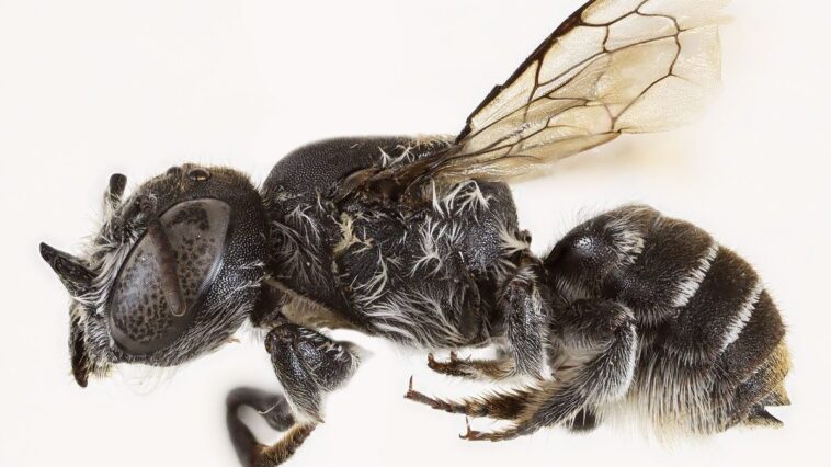 L'abeille "Lucifero" aux cornes diaboliques : découverte en Australie d'une espèce menacée par une fleur en danger 1 L'abeille Lucifer (Megachile lucifer), la nouvelle espèce découverte dans les Goldfields de l'Australie Occidentale / Crédit : Curtin University