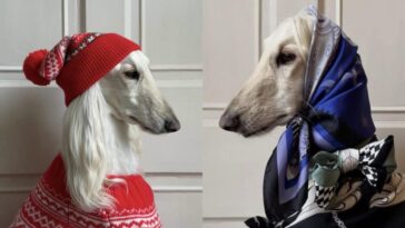 L'affaire de Samantha, la chienne qui ne porte que des vêtements de luxe et remplit les poches de sa maîtresse 22 L'affaire de Samantha, la chienne qui ne porte que des vêtements de luxe et remplit les poches de sa maîtresse
