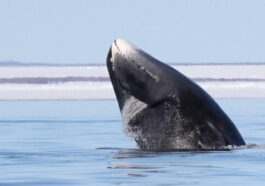 Les baleines centenaires pourraient détenir le secret pour lutter contre le cancer