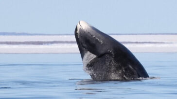 Les baleines centenaires pourraient détenir le secret pour lutter contre le cancer
