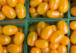 Tomates jaunes : découvrez le secret qui les rend uniques et différentes des rouges 101 Dans les tomates jaunes, une seule mutation dans le gène YFT3 est suffisante pour changer les niveaux de caroténoïdes / Crédit : iStock