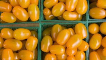 Dans les tomates jaunes, une seule mutation dans le gène YFT3 est suffisante pour changer les niveaux de caroténoïdes / Crédit : iStock