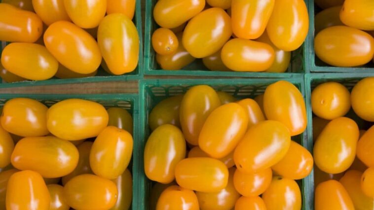 Tomates jaunes : découvrez le secret qui les rend uniques et différentes des rouges 1 Dans les tomates jaunes, une seule mutation dans le gène YFT3 est suffisante pour changer les niveaux de caroténoïdes / Crédit : iStock