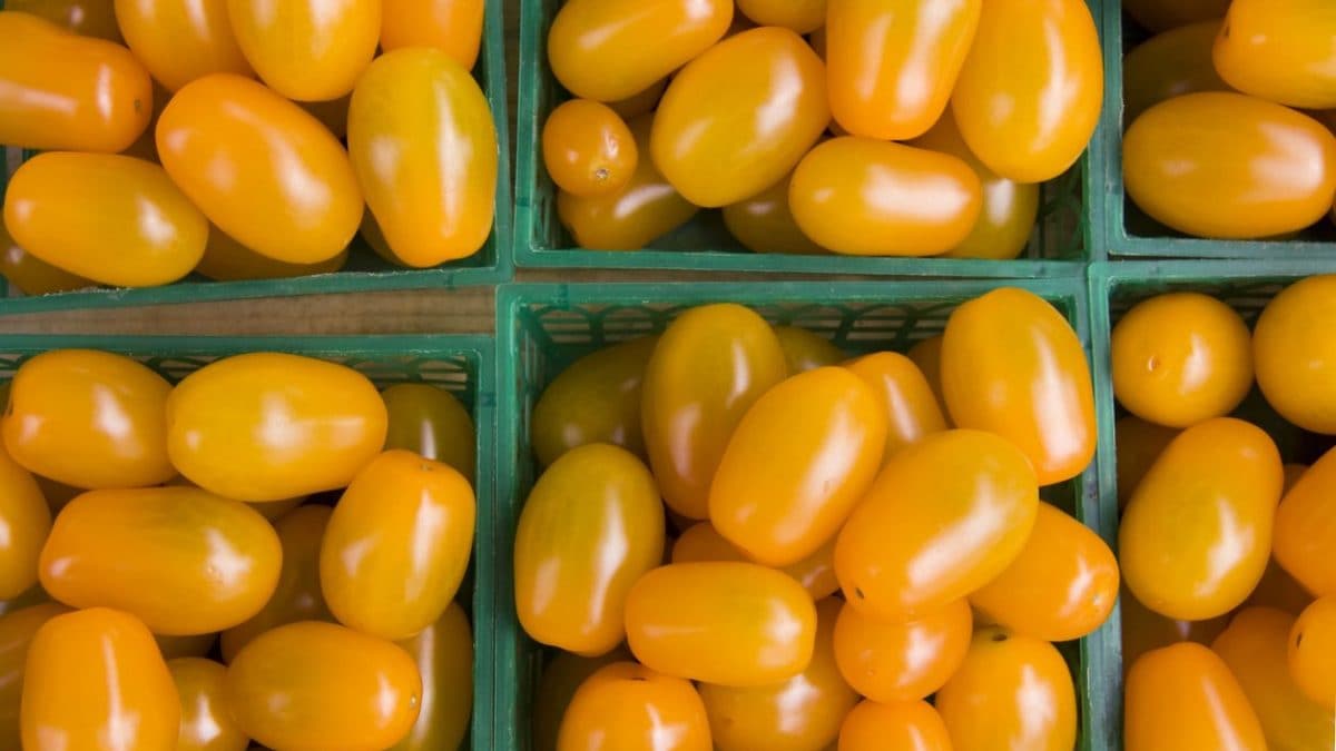 Tomates jaunes : découvrez le secret qui les rend uniques et différentes des rouges 2 Dans les tomates jaunes, une seule mutation dans le gène YFT3 est suffisante pour changer les niveaux de caroténoïdes / Crédit : iStock