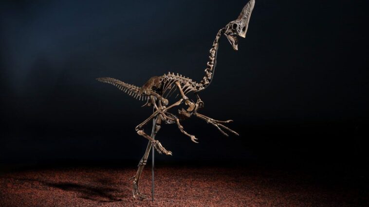 Un des derniers dinosaures au monde mis aux enchères : un prix à couper le souffle 1 Le dinosaure 'Spike', un Caenagnathidae, qui sera vendu aux enchères : le prix de départ est de 3 millions de livres (3,5 millions d'euros) / Crédit : Christie’s