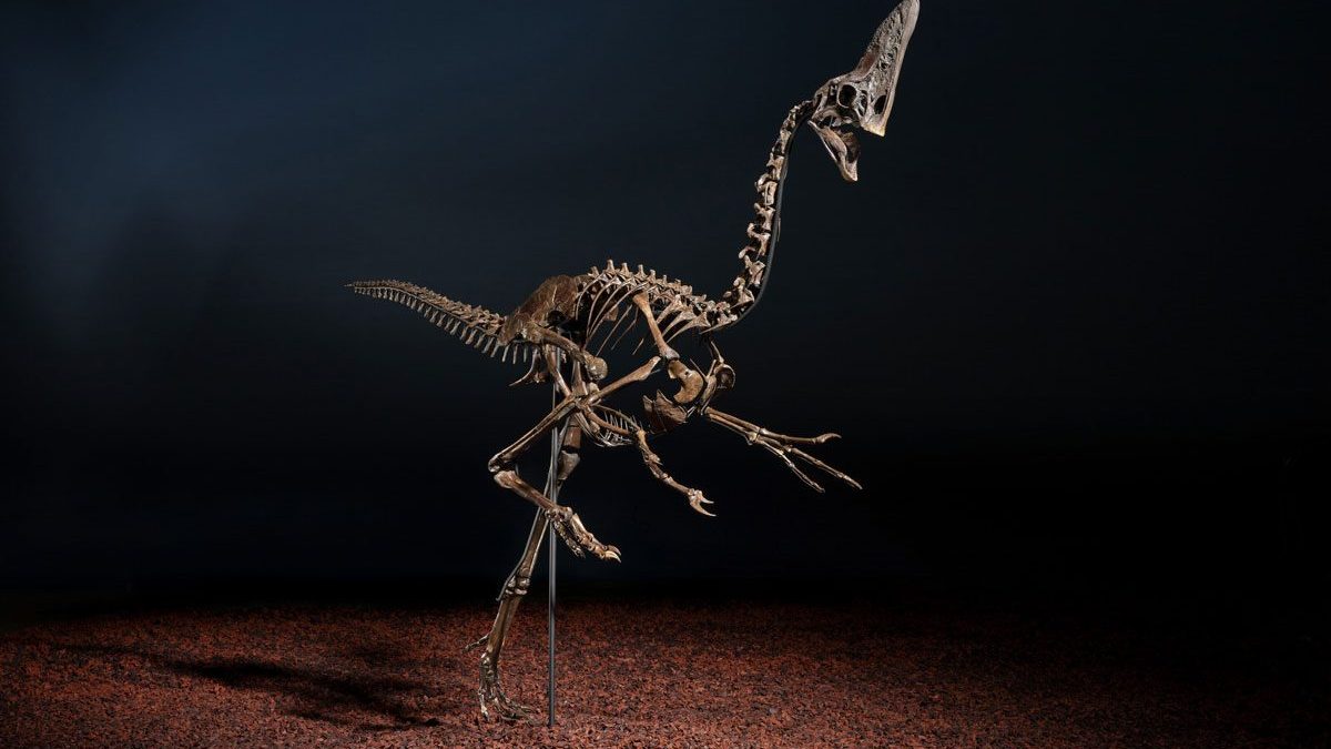 Un des derniers dinosaures au monde mis aux enchères : un prix à couper le souffle 2 Le dinosaure 'Spike', un Caenagnathidae, qui sera vendu aux enchères : le prix de départ est de 3 millions de livres (3,5 millions d'euros) / Crédit : Christie’s