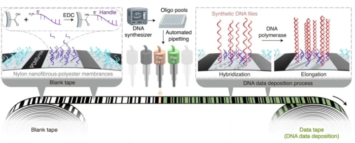 Des chercheurs créent une molécule d'ADN capable de stocker trois milliards de chansons 3 1764802616 956 Des chercheurs creent une molecule dADN capable de stocker trois.webp