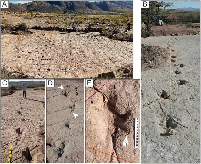 La côte des dinosaures avec plus de 16 000 empreintes découvertes en Bolivie : “C'est incroyable, elles sont partout” 3 Les empreintes sur le site bolivien. Crédit : Esperante et al., 2025, PLOS One