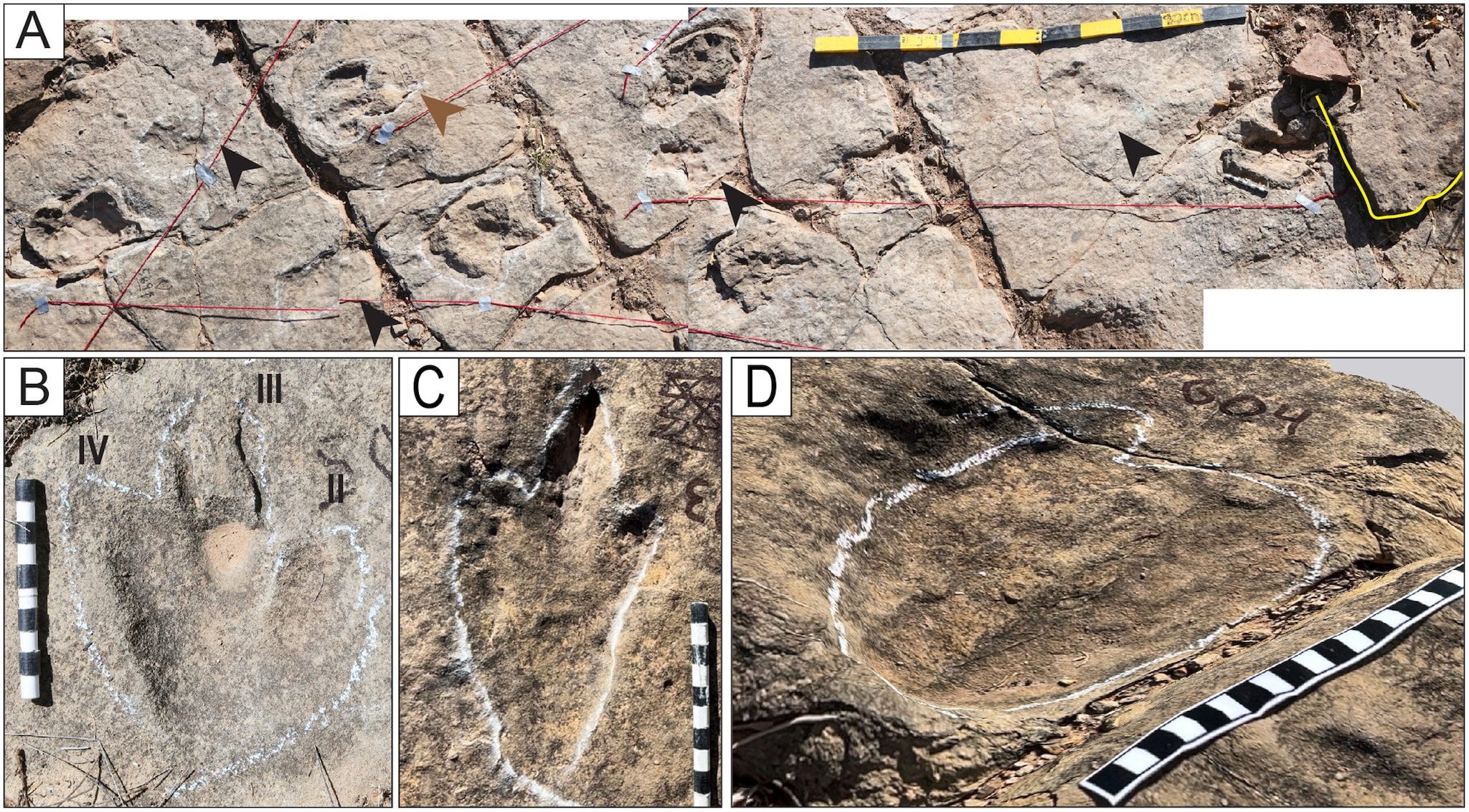 La côte des dinosaures avec plus de 16 000 empreintes découvertes en Bolivie : “C'est incroyable, elles sont partout” 5 Les empreintes de dinosaures en Bolivie. Crédit : Esperante et al., 2025, PLOS One