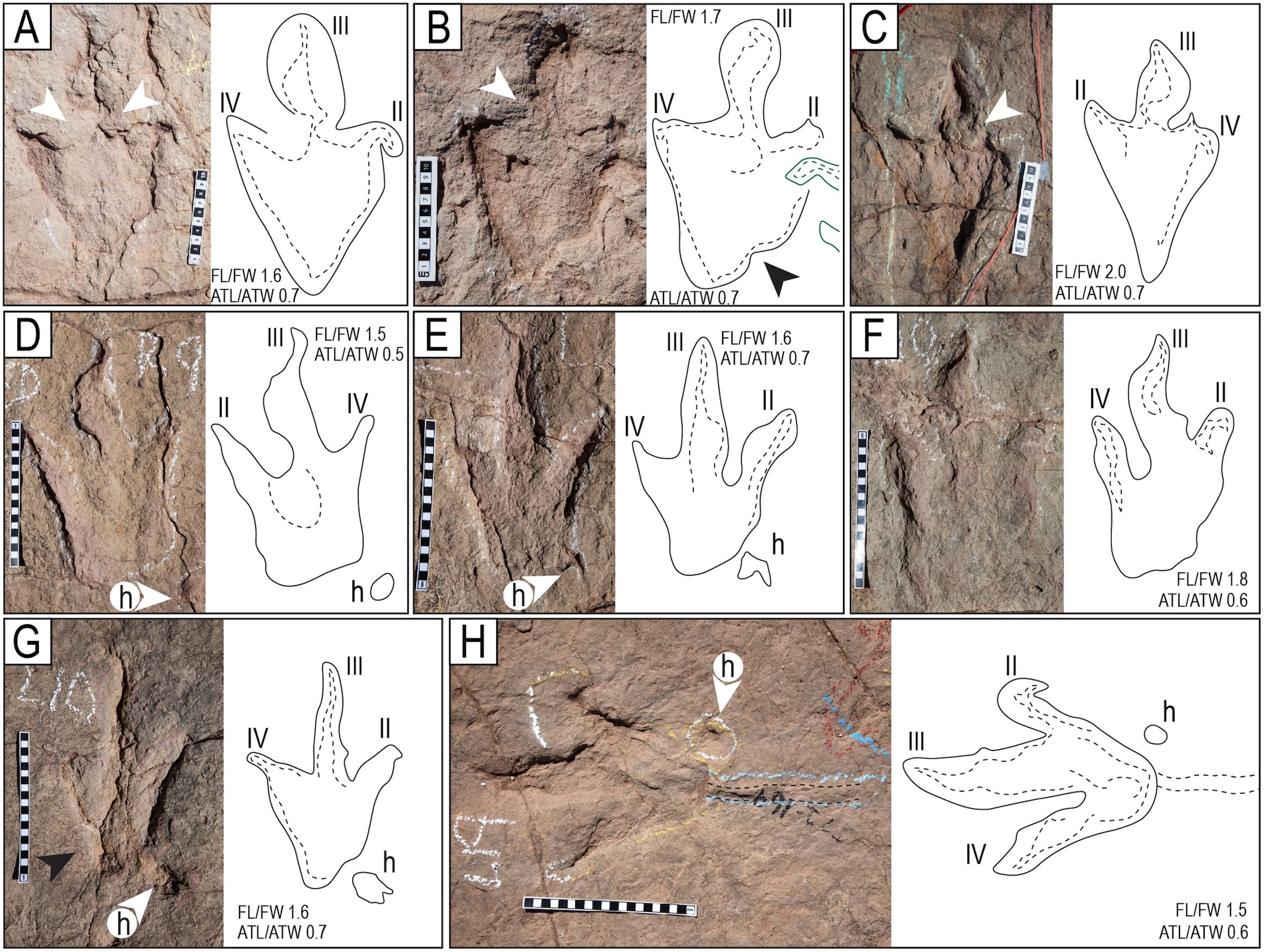 La côte des dinosaures avec plus de 16 000 empreintes découvertes en Bolivie : “C'est incroyable, elles sont partout” 4 Les empreintes de dinosaures en Bolivie. Crédit : Esperante et al., 2025, PLOS One