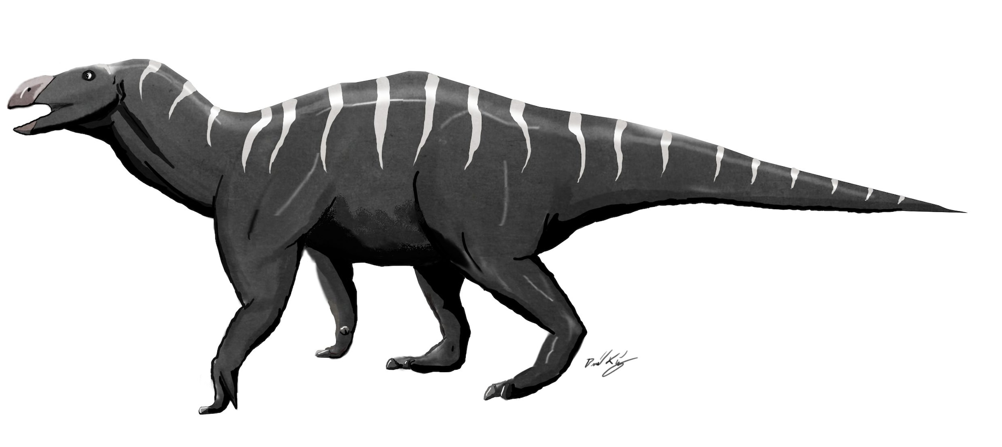 Comment un médecin à la retraite a transformé l’étude des dinosaures : l’histoire du docteur Lockwood 3 Illustration de Brighstoneus simmondsi, une espèce découverte par le docteur Lockwood. Crédit : D. J. King