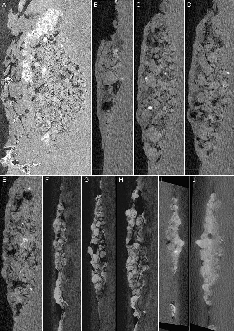 Les pierres dans l'œsophage de l'oiseau vues par tomographie à rayons X. Crédit : O’Connor/Palaeontologica Electronica