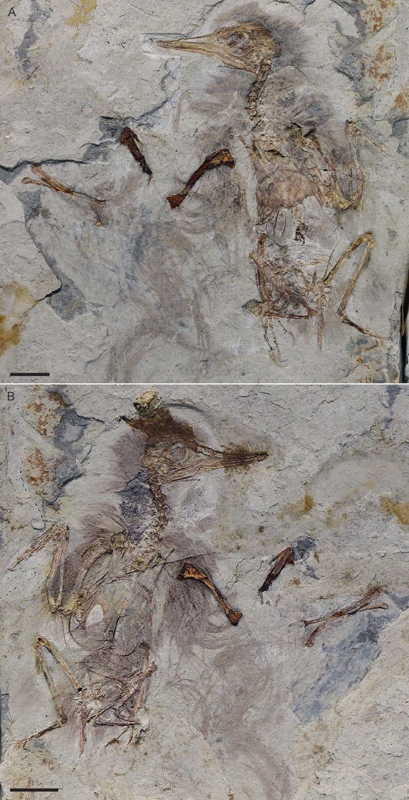 Le fossile de l'oiseau préhistorique. Crédit : O’Connor/Palaeontologica Electronica