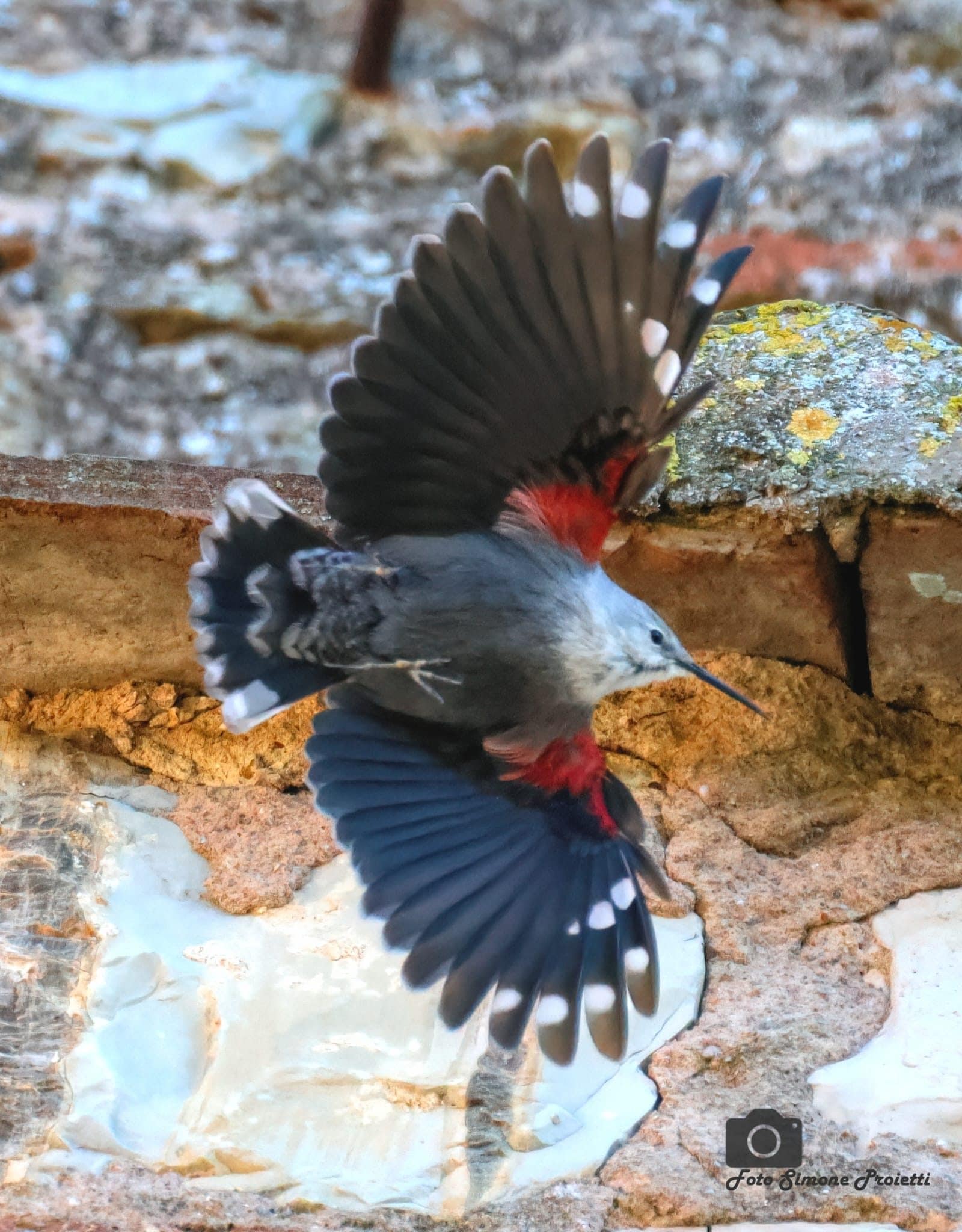 Les images de la magnifique papillon des roches et du splendide pic épeiche : « Éblouissant et rare à observer » 4 Picchio muraiolo. Crédit : Simone Proietti