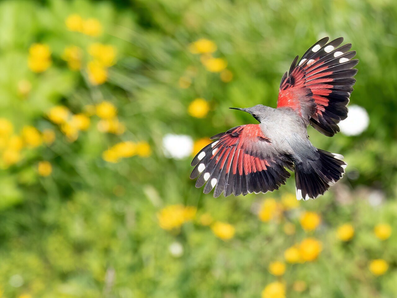 Les images de la magnifique papillon des roches et du splendide pic épeiche : « Éblouissant et rare à observer » 7 Picchio muraiolo. Crédit : Lucianocasa/Wikipedia