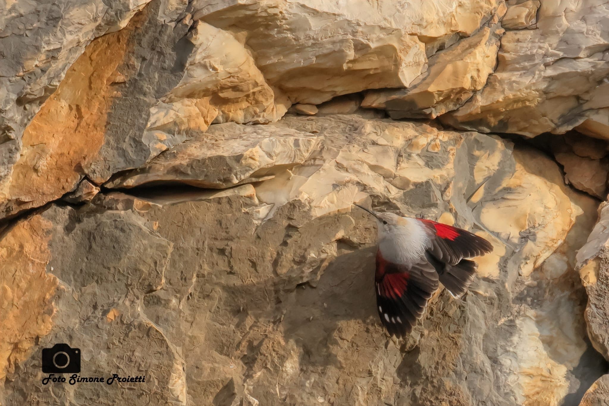 Les images de la magnifique papillon des roches et du splendide pic épeiche : « Éblouissant et rare à observer » 10 Picchio muraiolo. Crédit : Simone Proietti