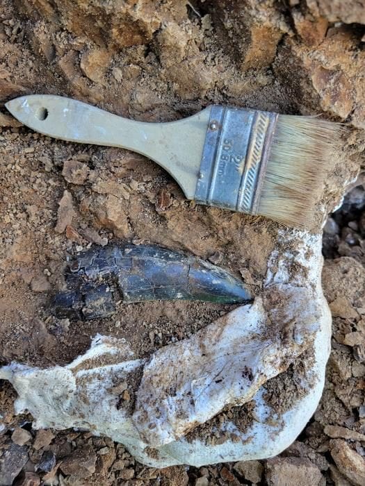 Le mosasaure de Jurassic World chassait aussi dans les eaux douces : il tendait des embuscades aux dinosaures imprudents 3 Le dente du mosasaure. Crédit : Trissa Shaw