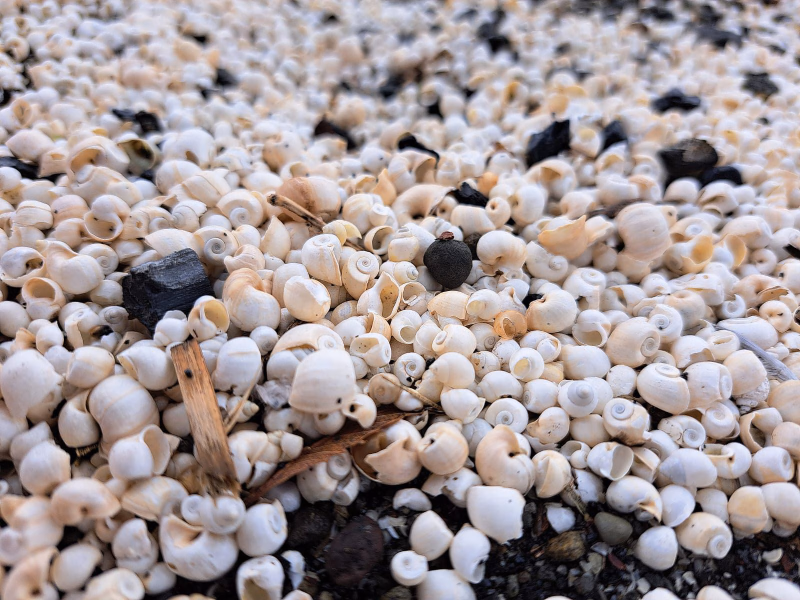 Des millions de mollusques extraterrestres morts au lac Albano : l'expert révèle la probable cause 4 Les coquilles sans tissus mous et érodées. Aucun individu vivant retrouvé. Crédit : Andrea Bonifazi