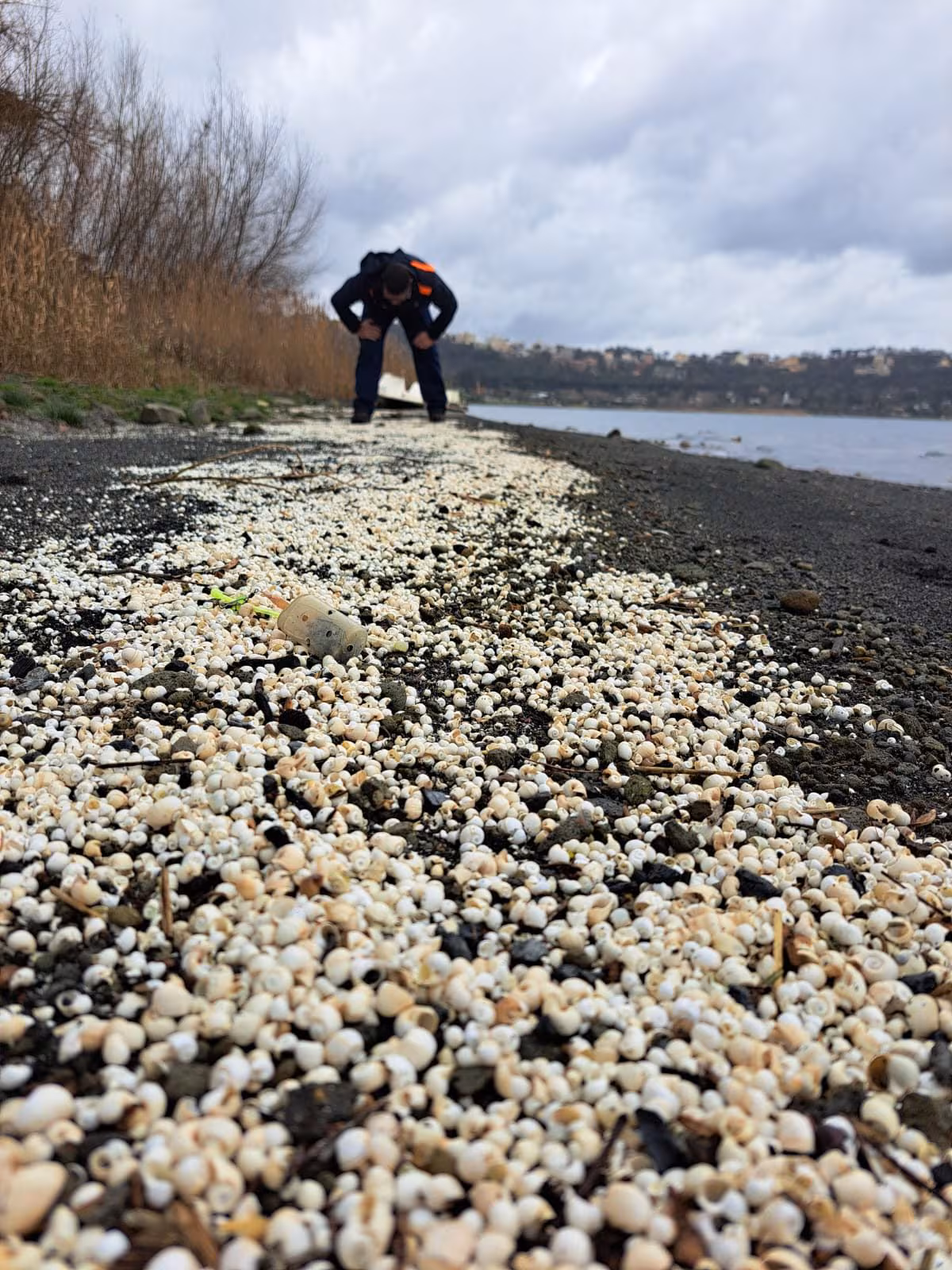 Des millions de mollusques extraterrestres morts au lac Albano : l'expert révèle la probable cause 3 Les mollusques morts le long de la côte du Lac Albano. Crédit : Andrea Bonifazi