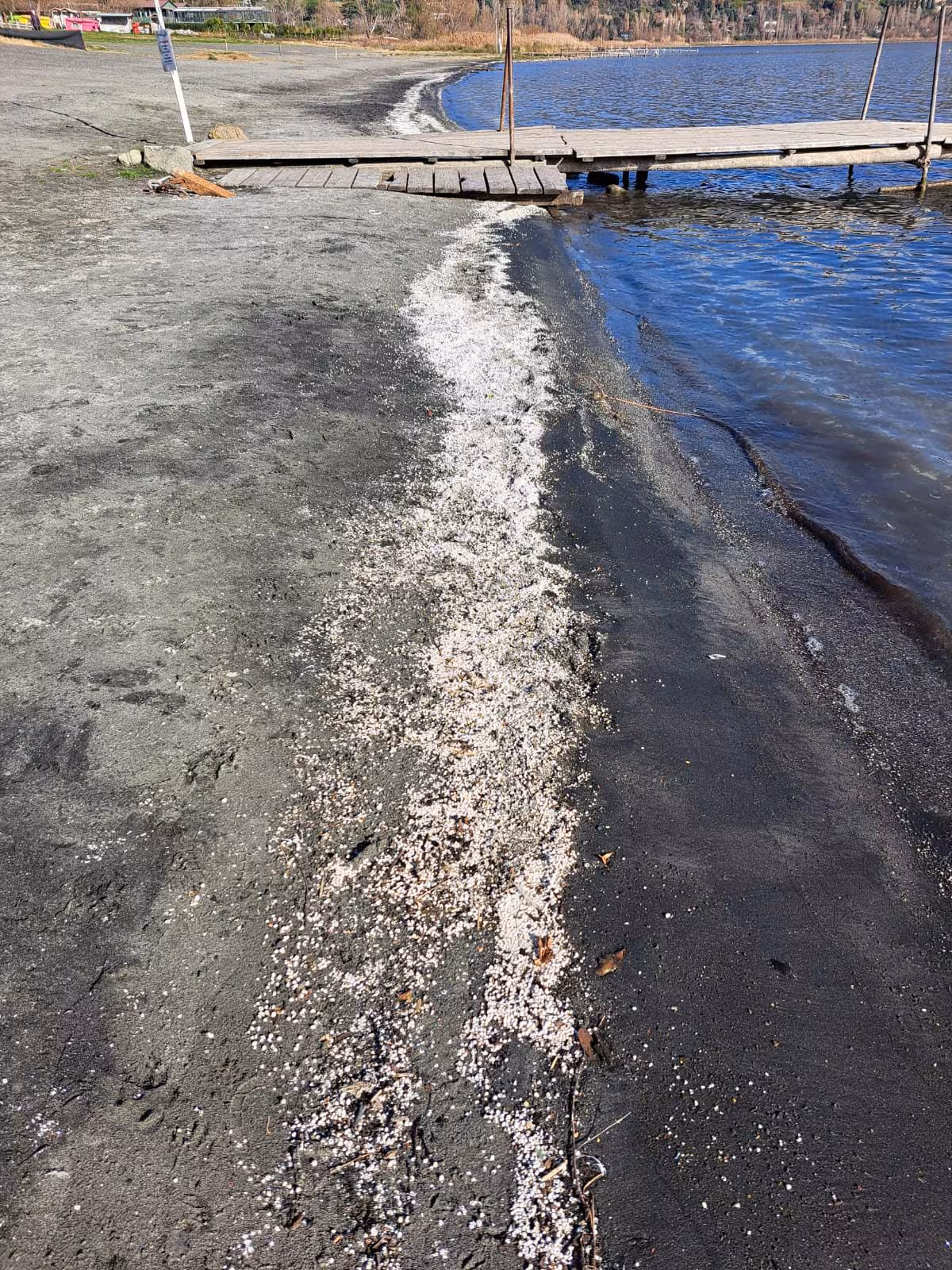 Des millions de mollusques extraterrestres morts au lac Albano : l'expert révèle la probable cause 6 Les mollusques morts étaient répartis en bandes de 8–10 mètres. Crédit : Andrea Bonifazi