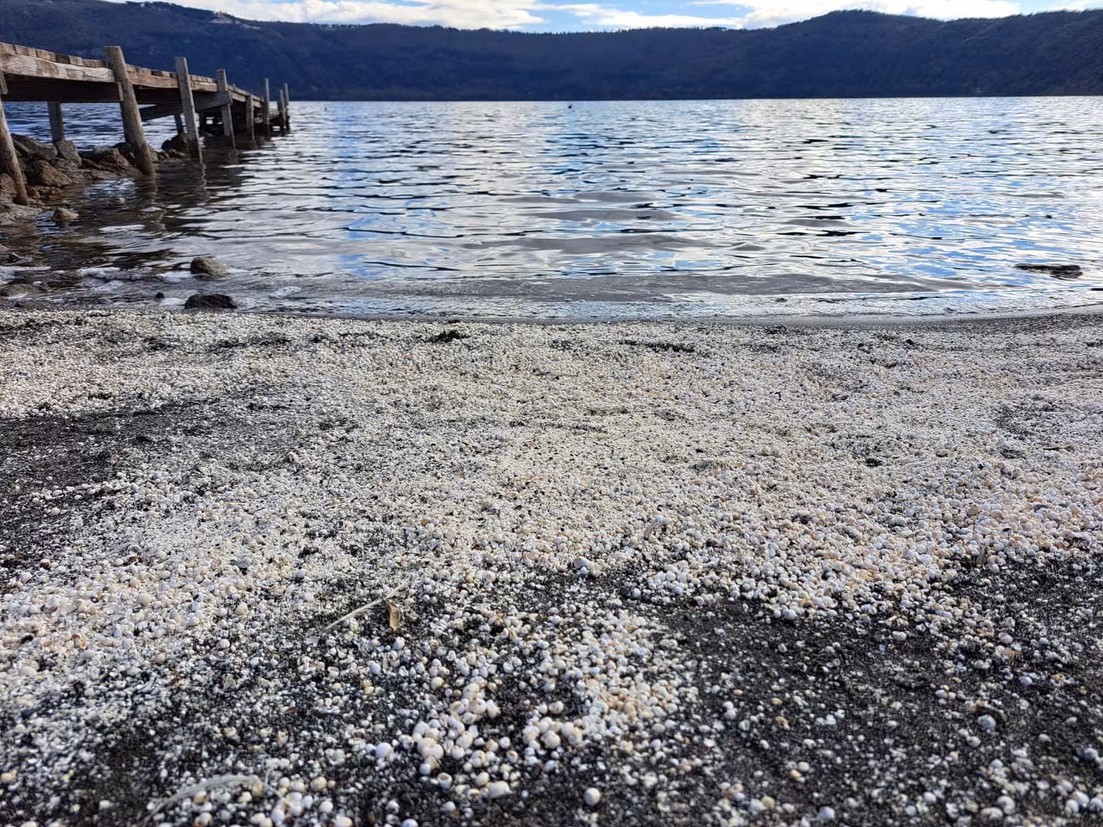 Des millions de mollusques extraterrestres morts au lac Albano : l'expert révèle la probable cause 5 Crédit : Andrea Bonifazi