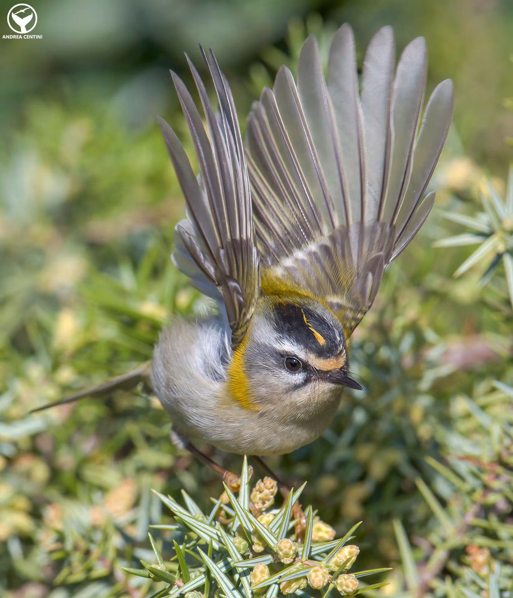 Nous avons découvert le fiorrancino : les photos de cet oiseau à la magnifique crête flamboyante 5 Fiorrancino. Crédits : Andrea Centini