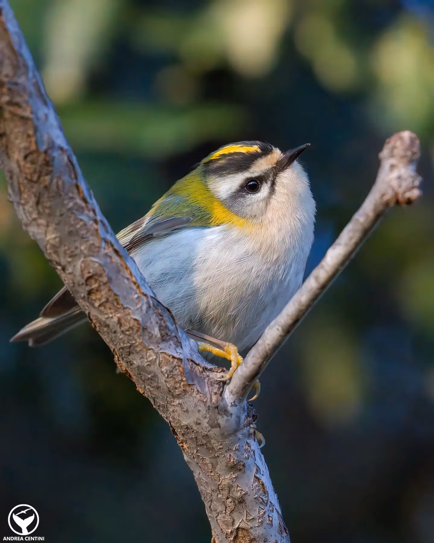 Nous avons découvert le fiorrancino : les photos de cet oiseau à la magnifique crête flamboyante 4 Fiorrancino. Crédits : Andrea Centini