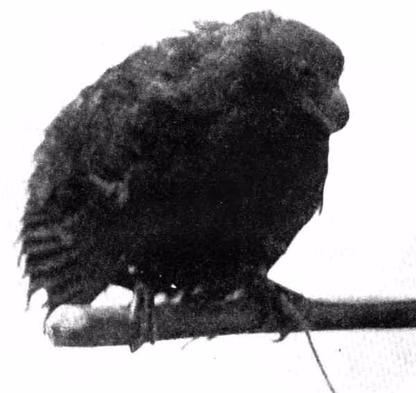 Après des années d'absence, le manumea, un cousin extrêmement rare du dodo, est de nouveau aperçu : cet oiseau est en danger critique d'extinction 3 Exemplaire de manumea photographié au début du XXème siècle. Crédit : wikipedia